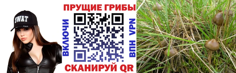 Псилоцибиновые грибы прущие грибы  Новосокольники 